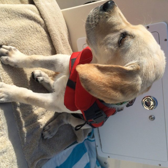 Angus Says "Safety First When Boating In Vero"