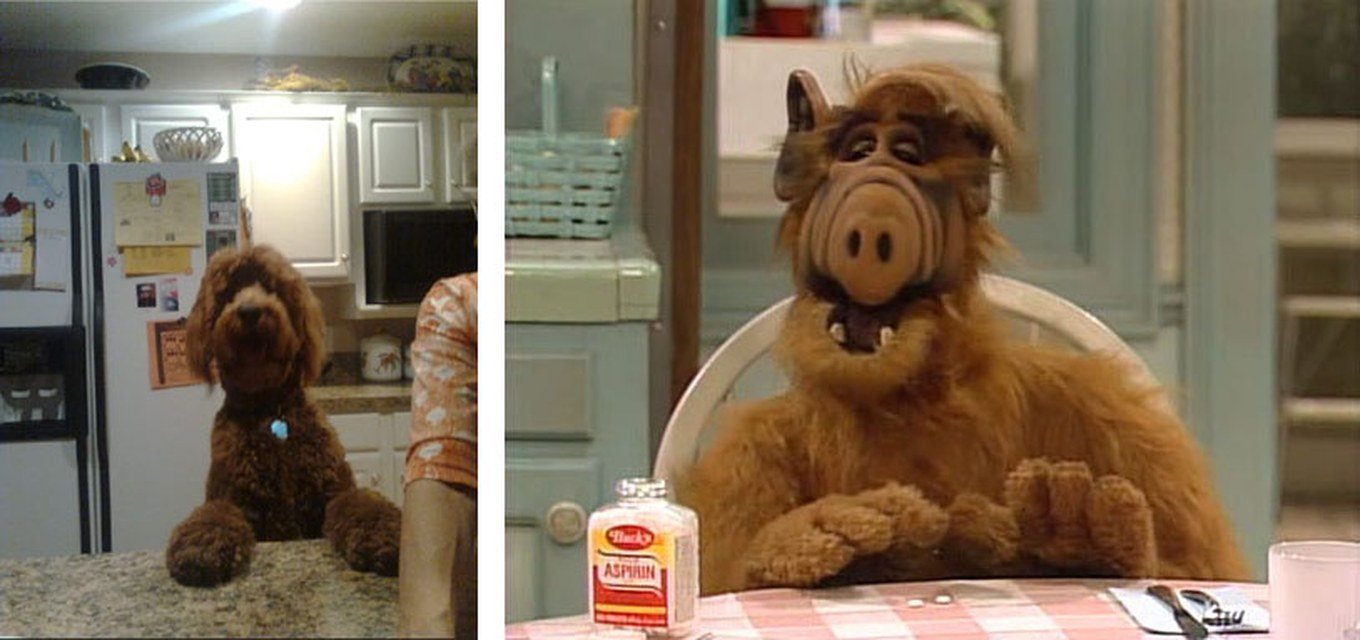 Alf's Cousin, Gordy