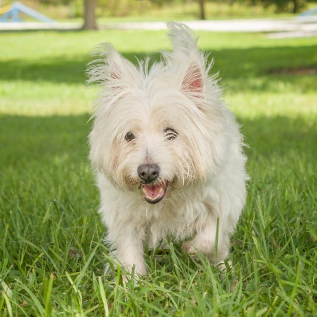 Hello Dolly! She's Available For Adoption