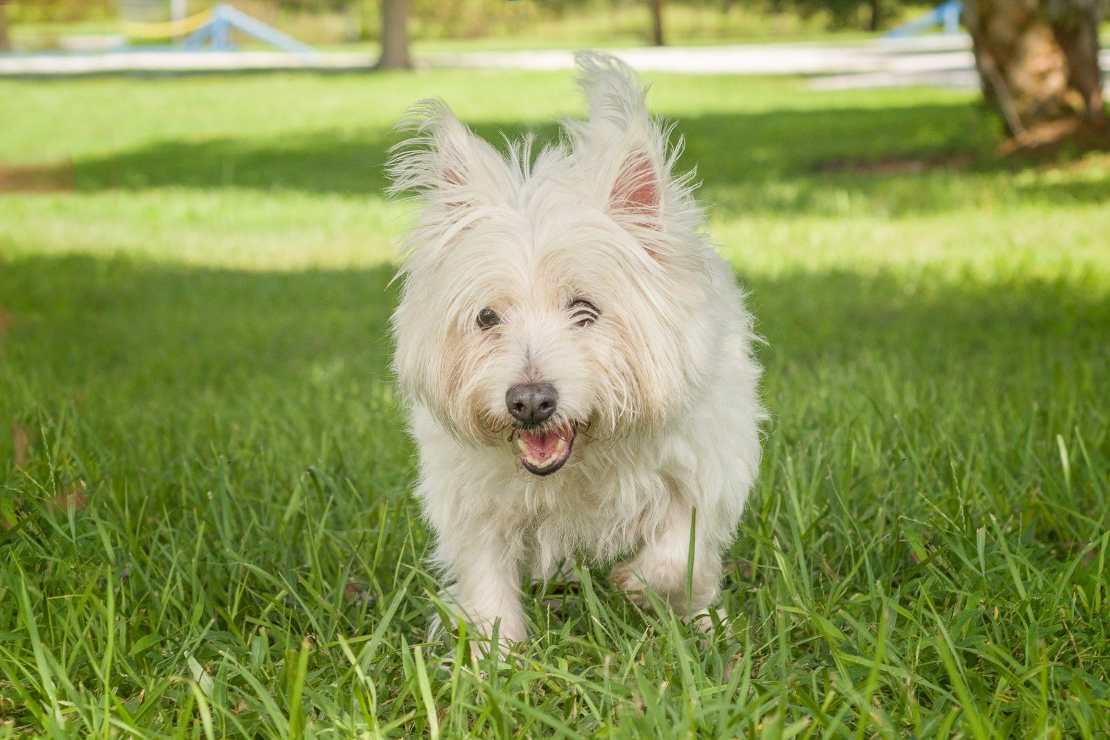 Hello Dolly! She's Available For Adoption