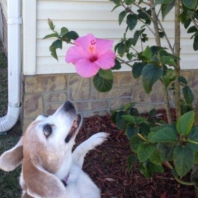 Benny's Version Of "taking Time To Smell The Roses" Is Benny "taking Time To Eat