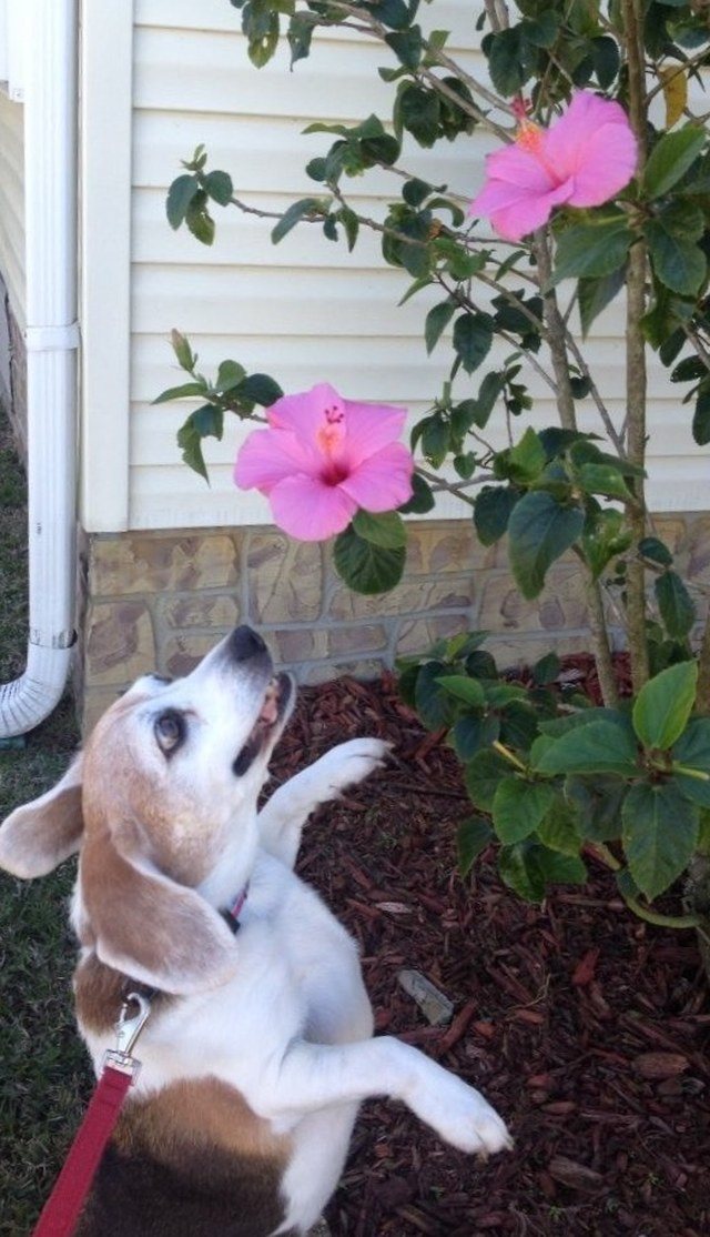 Benny's Version Of "taking Time To Smell The Roses" Is Benny "taking Time To Eat