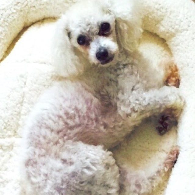 Pepe Thinks He Blends In...