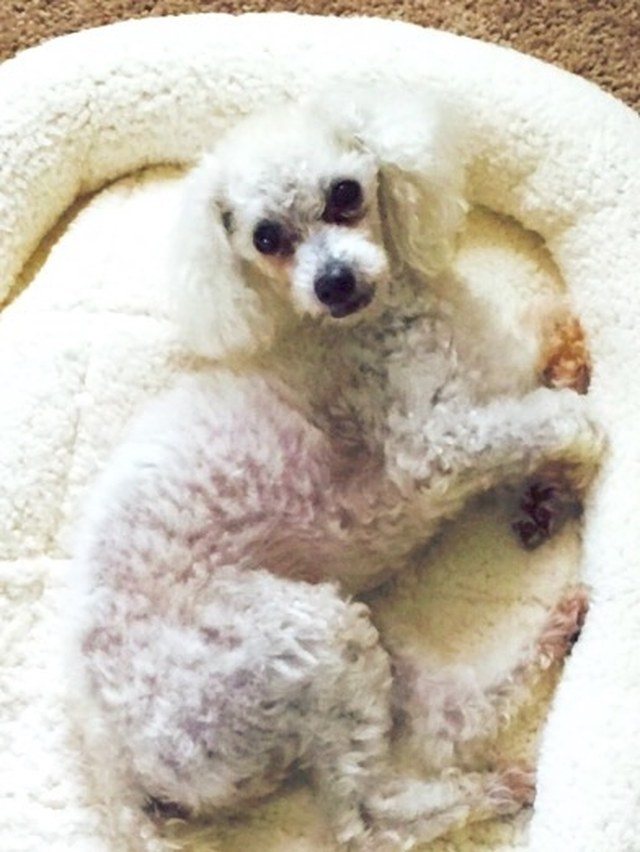 Pepe Thinks He Blends In...