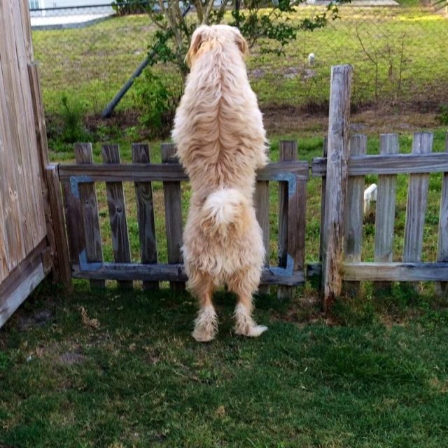 Bailey Looking For Bunnies