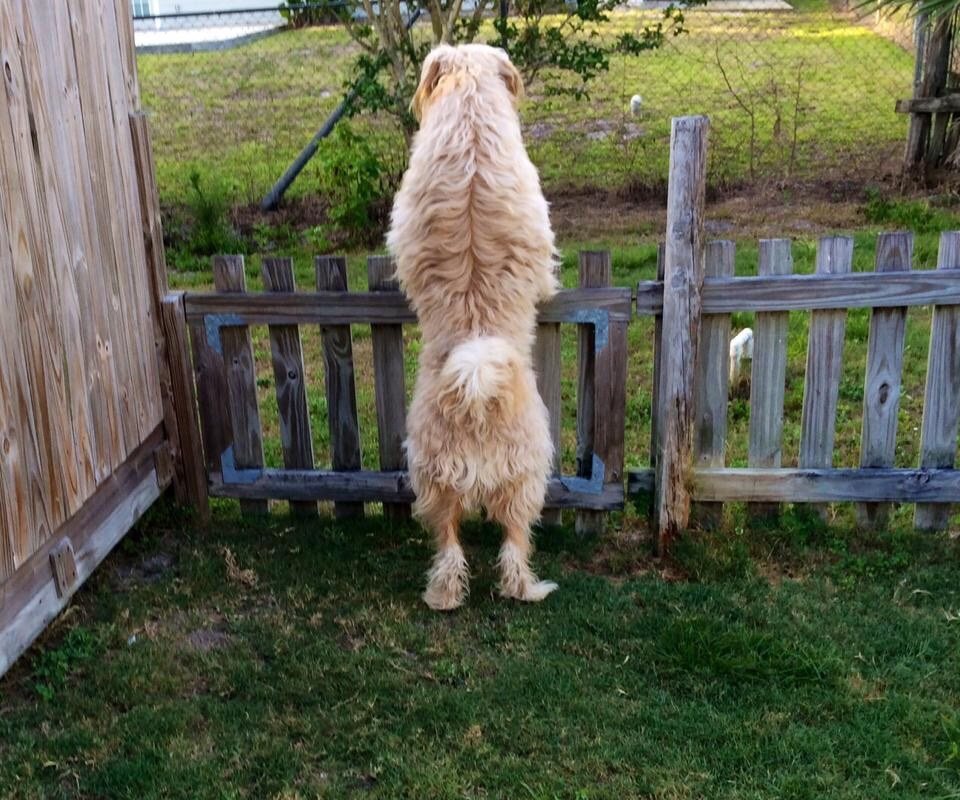 Bailey Looking For Bunnies