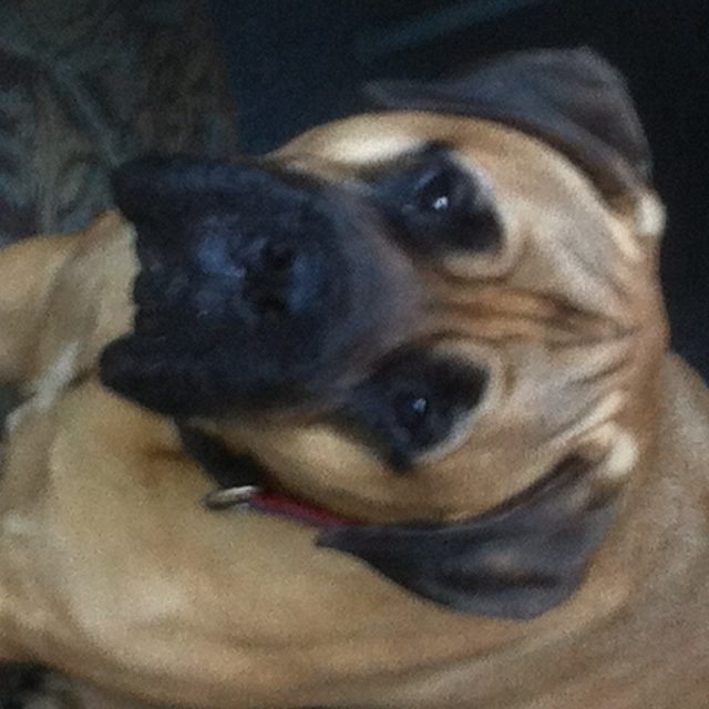 Cheese!
