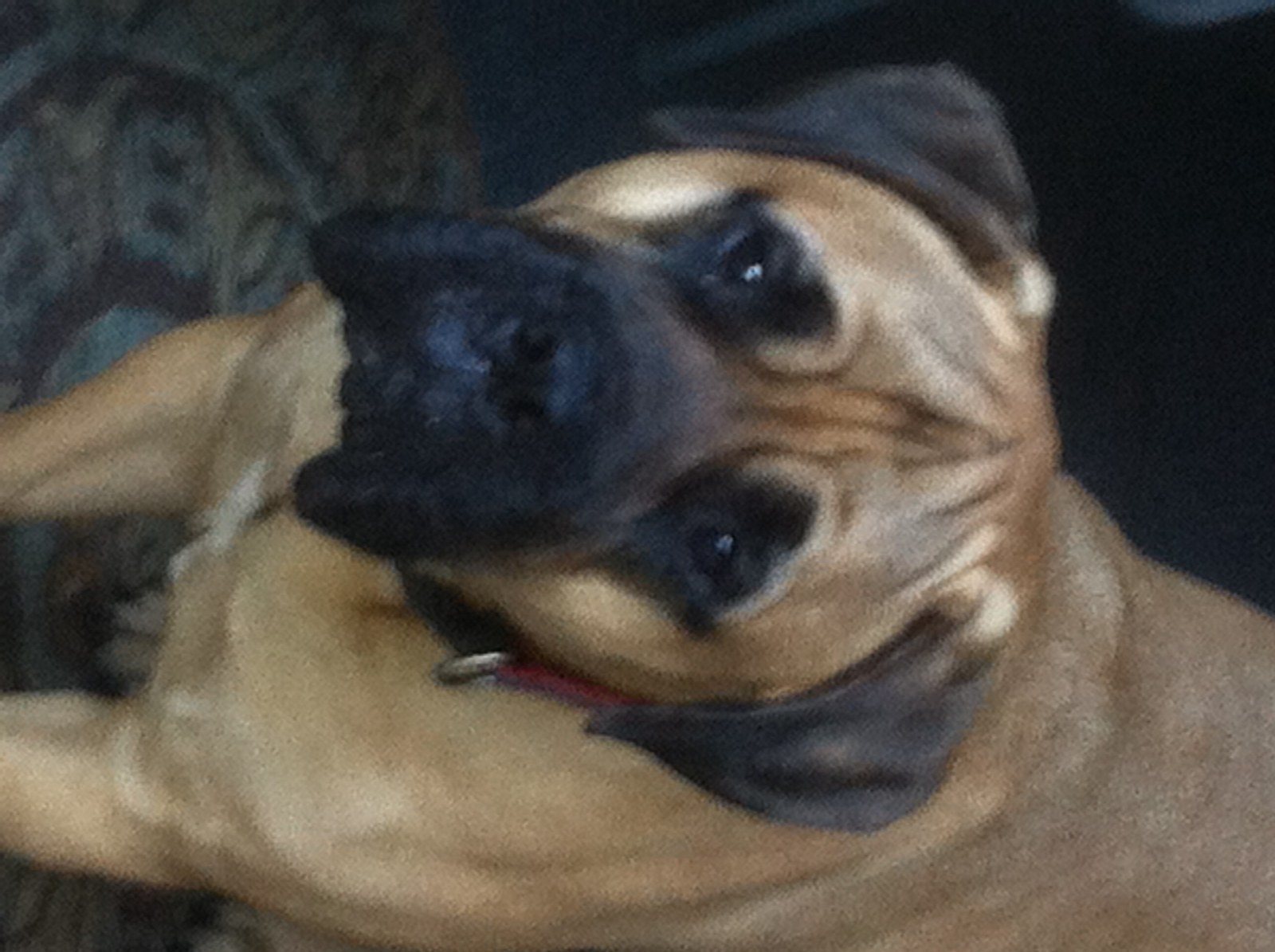 Cheese!