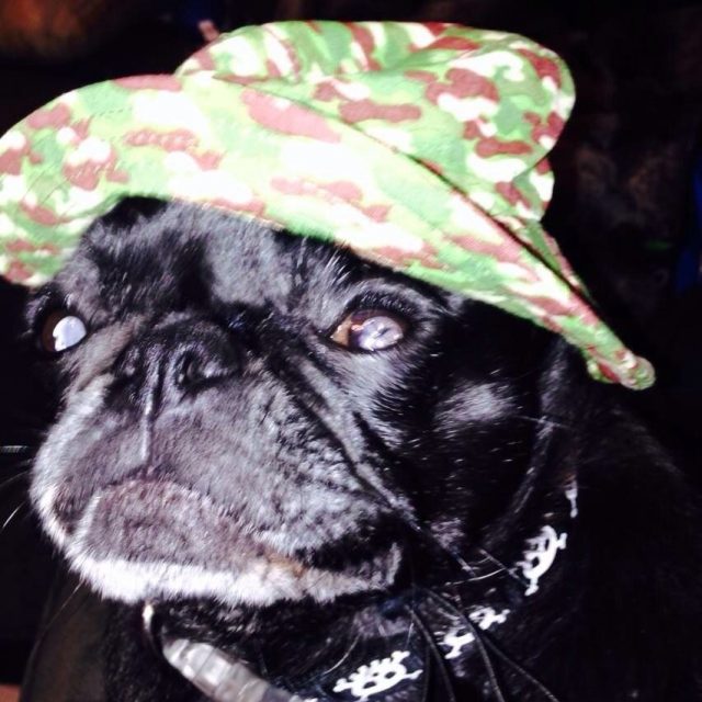 Git'r Done - Bella