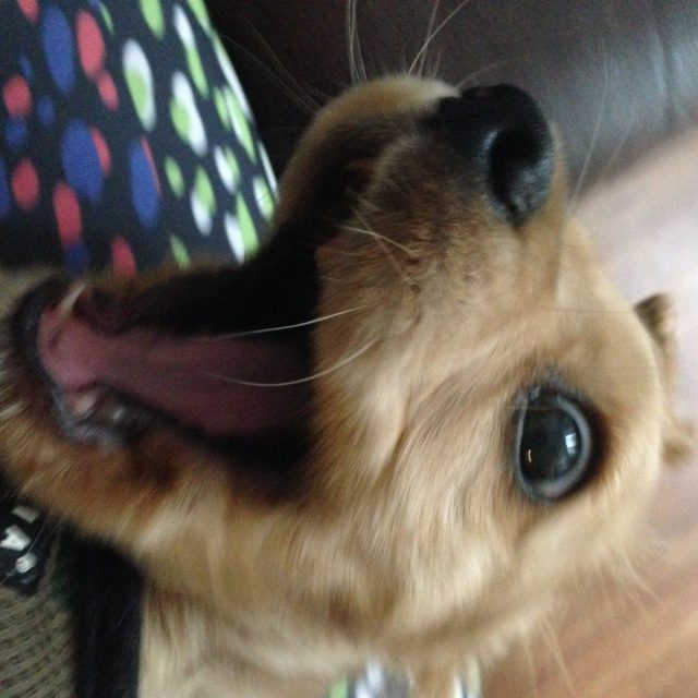 Is That Bacon!?