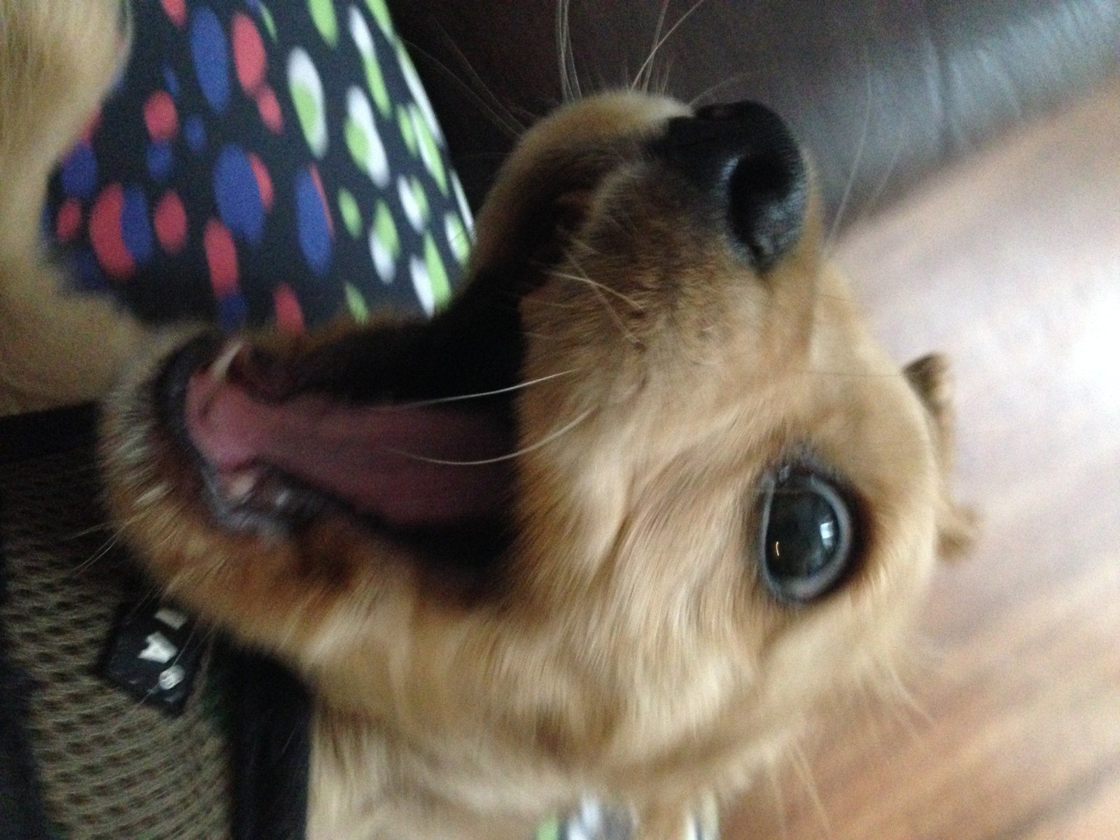 Is That Bacon!?