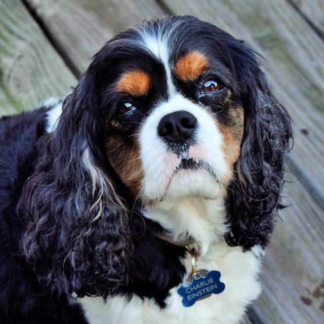 Charlie