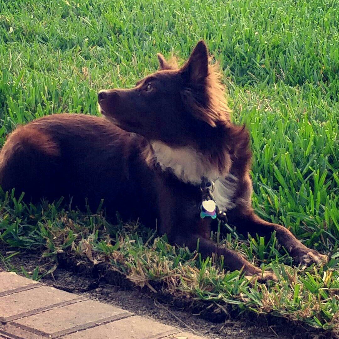 When He Is Asked If He Wants Dinner..