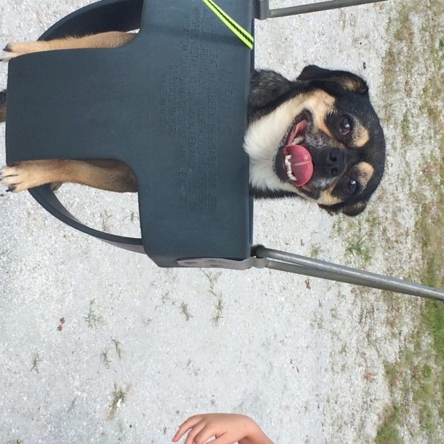 Edie's A Swinger