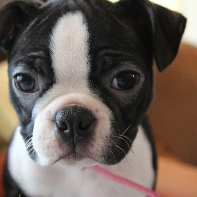 Puppy Love