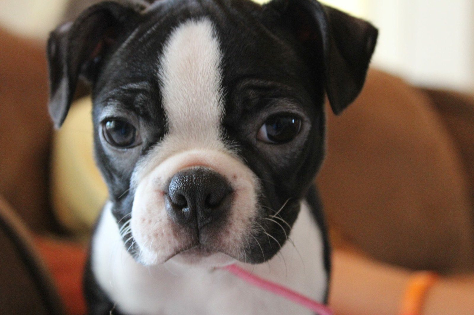 Puppy Love
