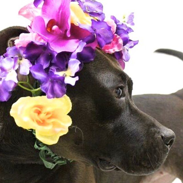 Flower Power Saving Lives!