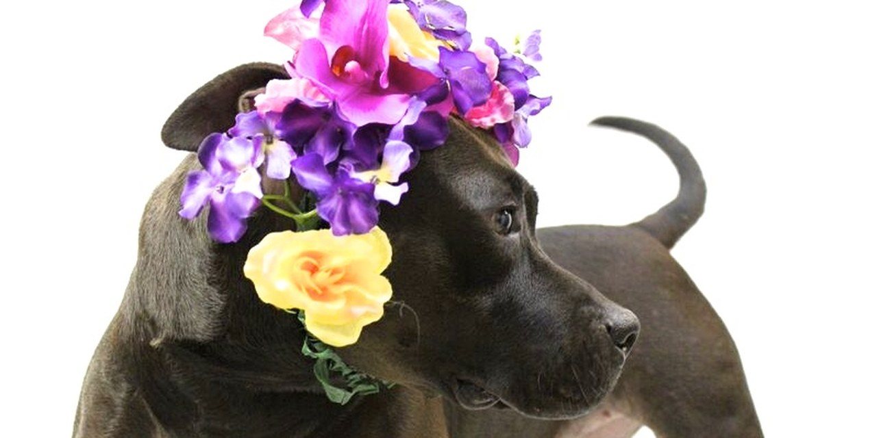 Flower Power Saving Lives!