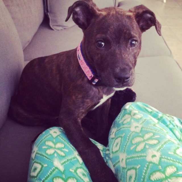 Sammie Bowden The "Precious Puppy Princess"