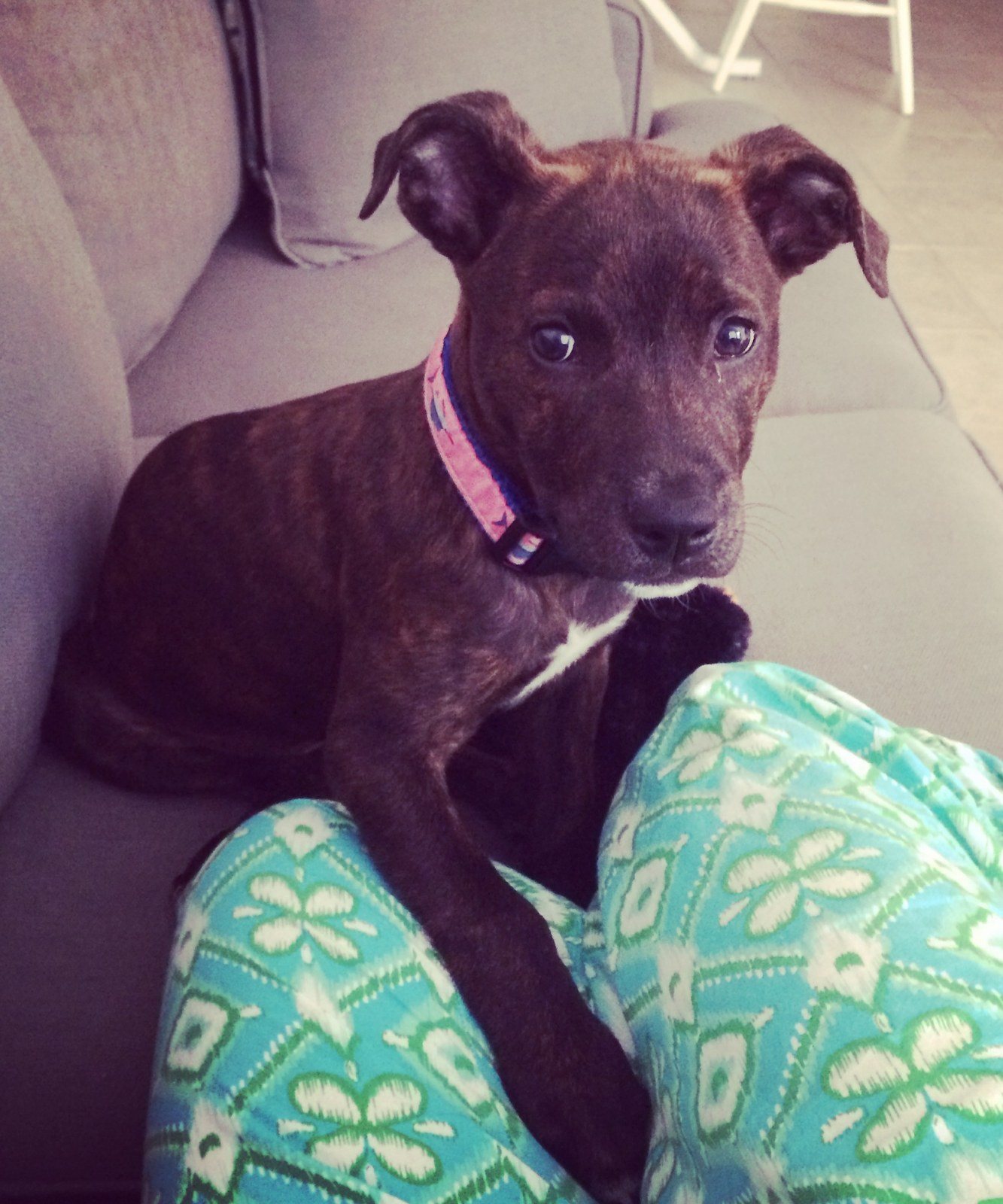Sammie Bowden The "Precious Puppy Princess"