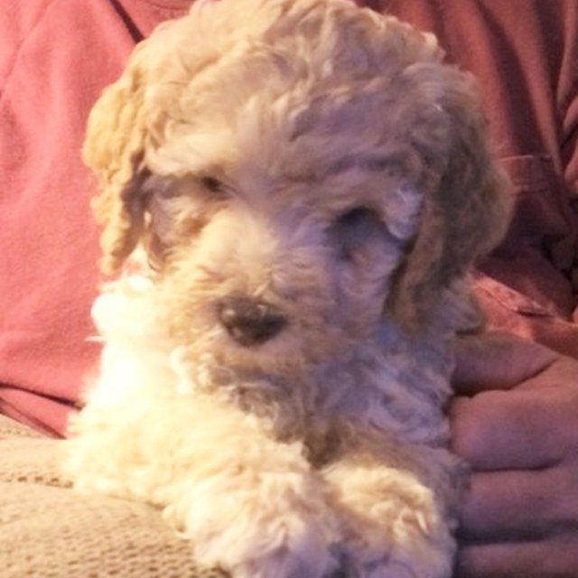 What Did I Hear, Yes I Am Cute!