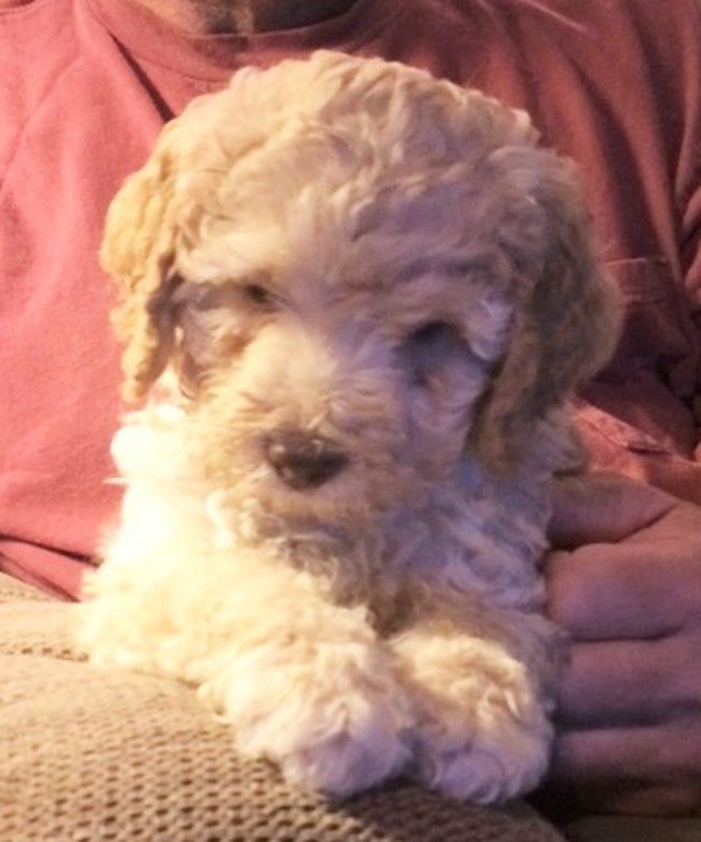 What Did I Hear, Yes I Am Cute!