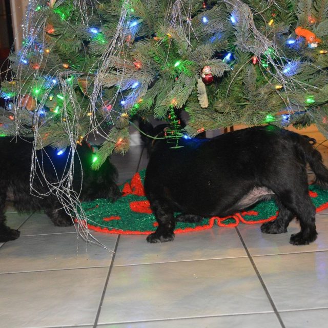 Where Did Our Presents Go?