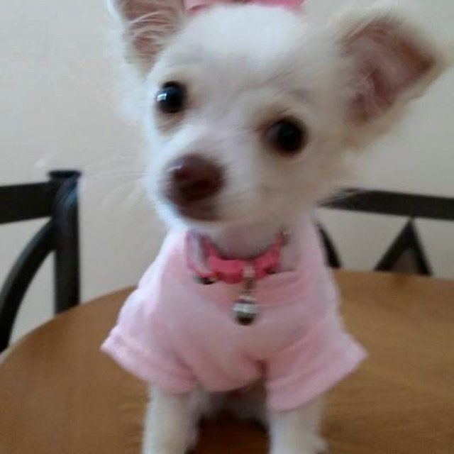 Sweet Little Lily