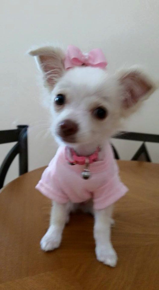 Sweet Little Lily