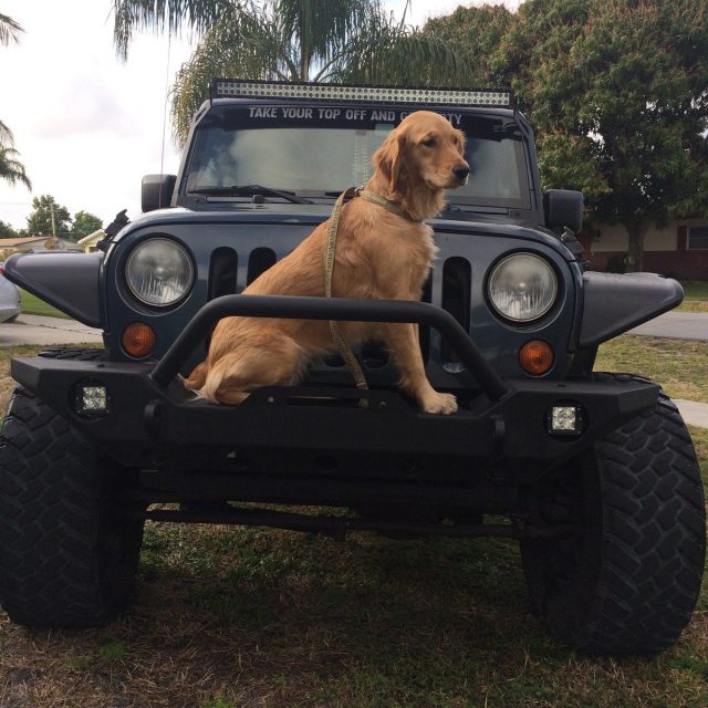 Jeep Dog