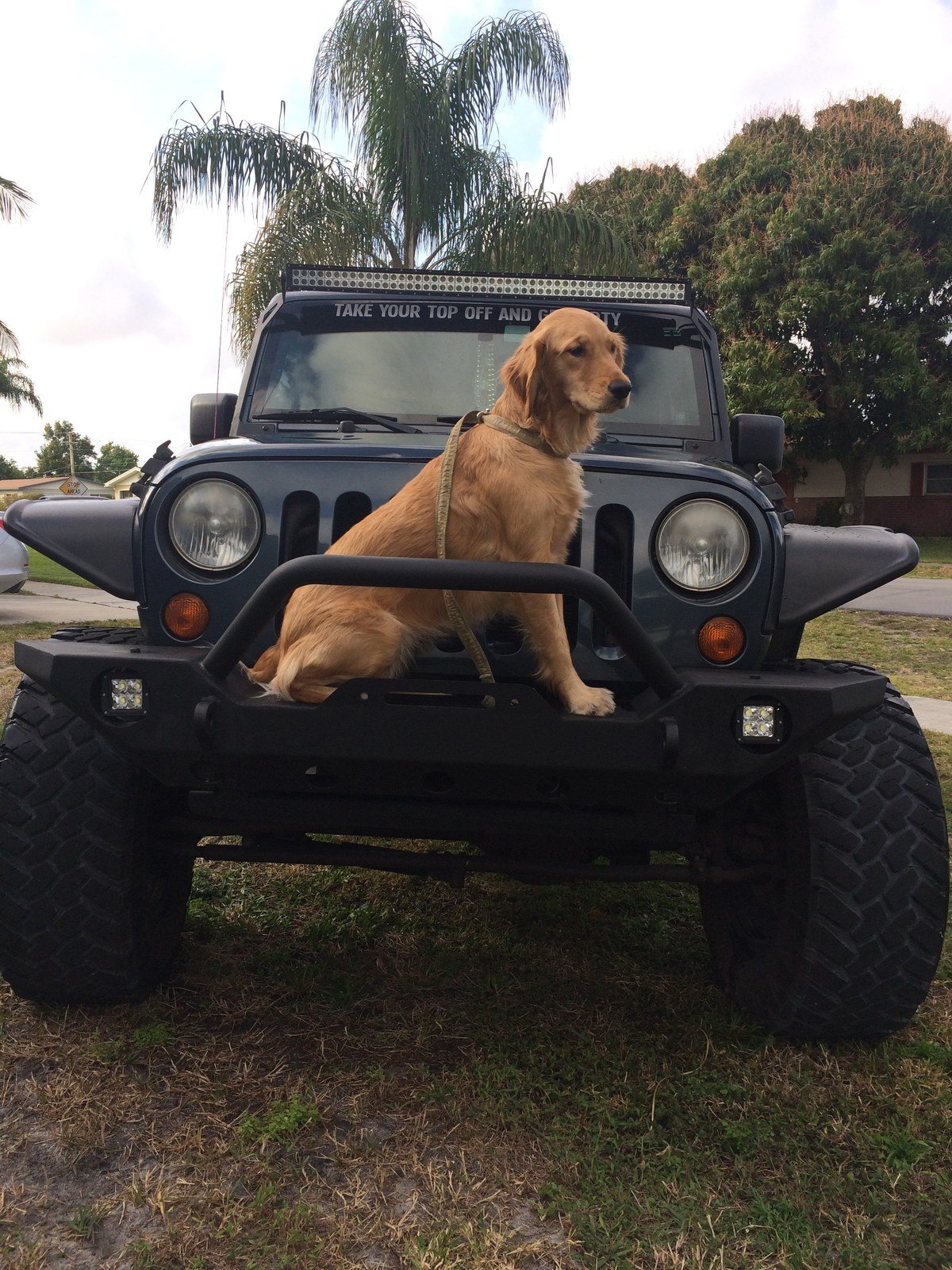 Jeep Dog