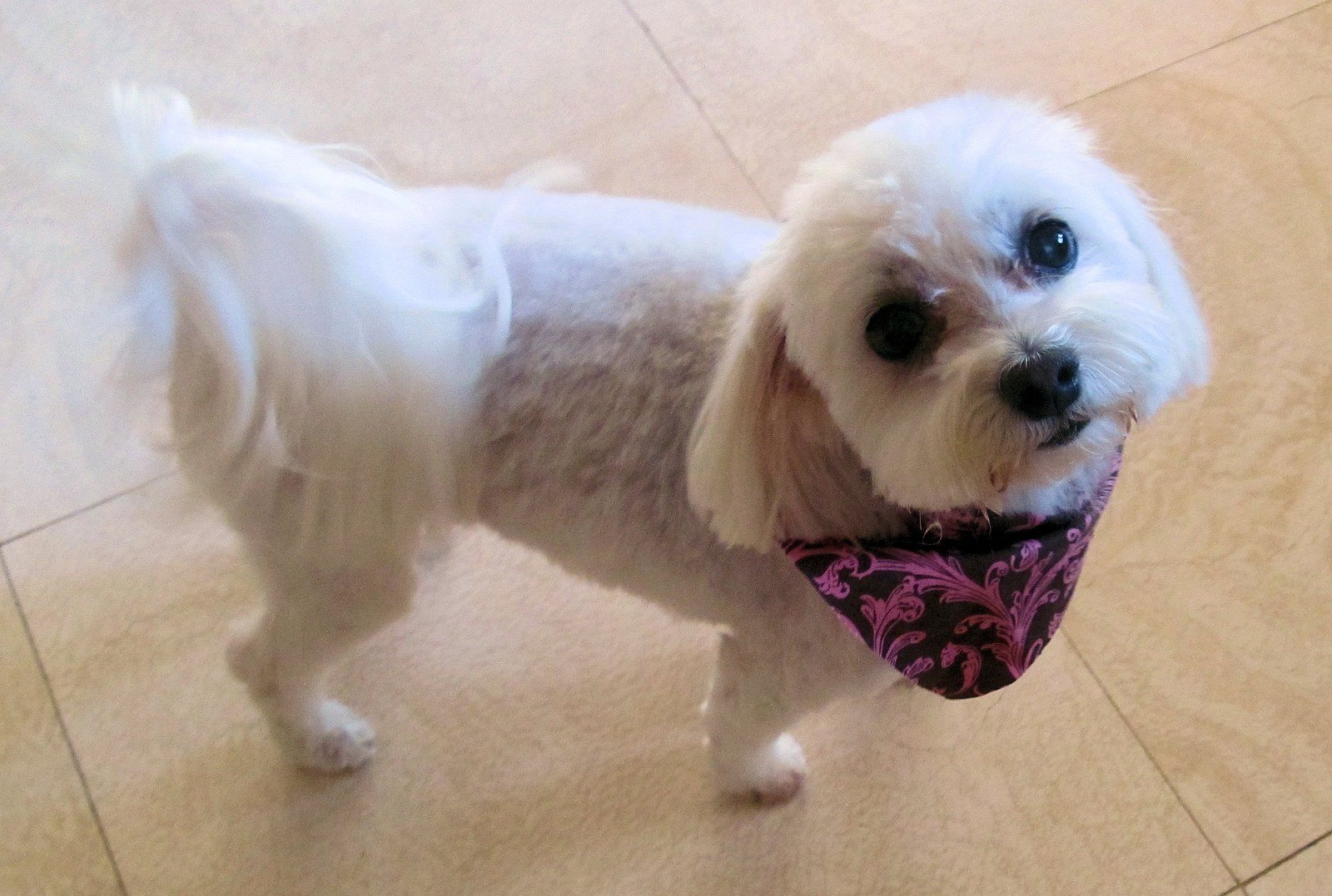 Tilly Says, Like Me, Please