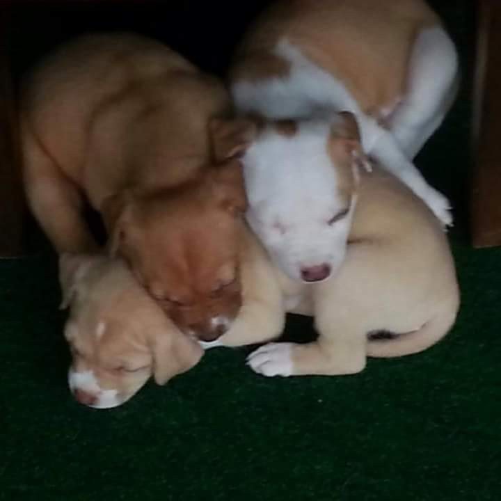 Little Pups
