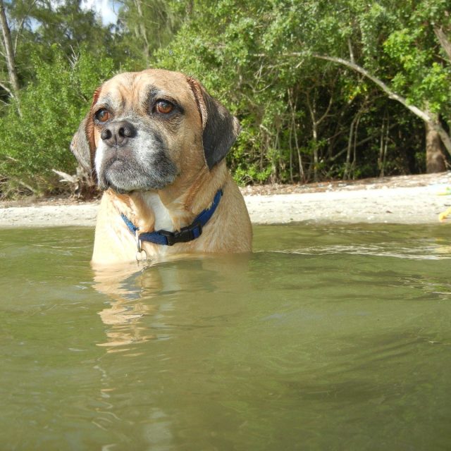 Mako Exploring The Indian River Lagoon