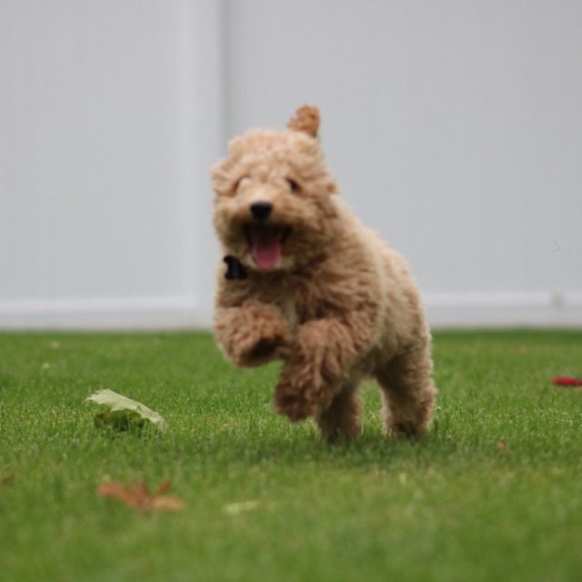 Weeeee