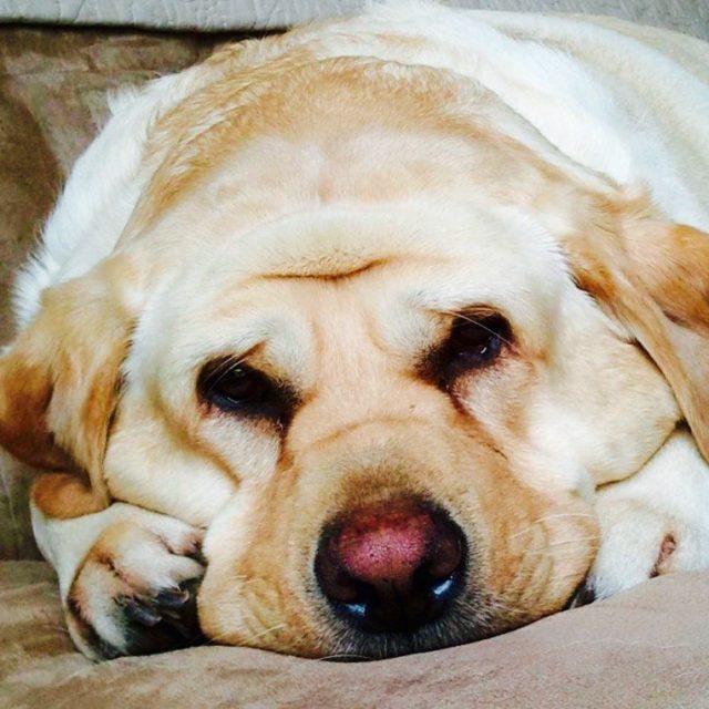 Boomer's Heart Was Even Golder Than He Was.