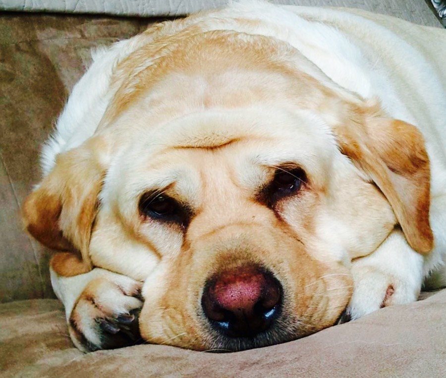 Boomer's Heart Was Even Golder Than He Was.