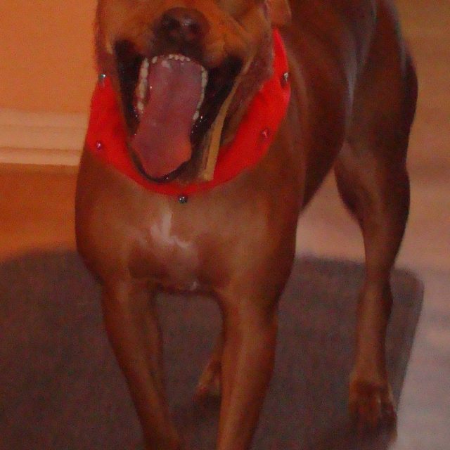 Christmas Moose Dog