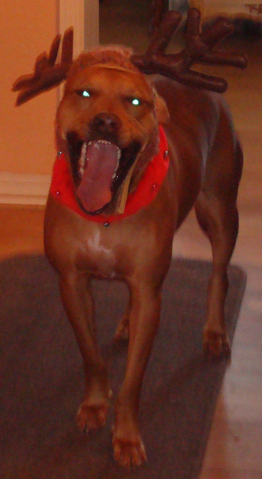 Christmas Moose Dog