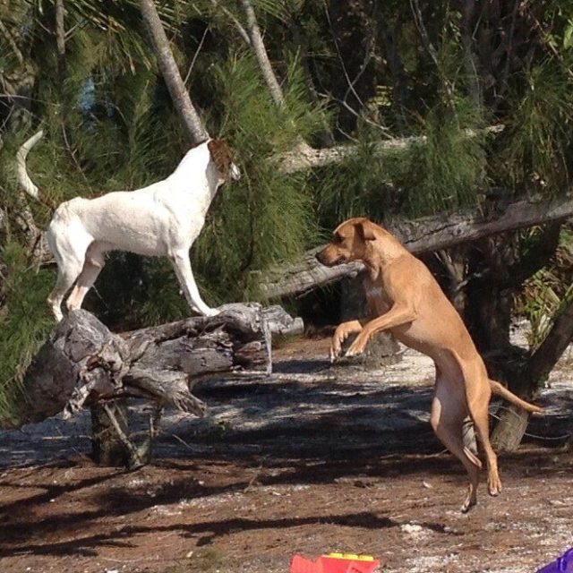 Island Fun
