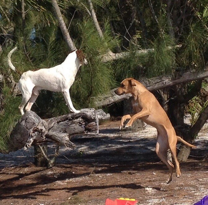 Island Fun