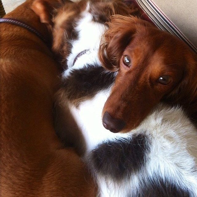 Hotdog Sandwich