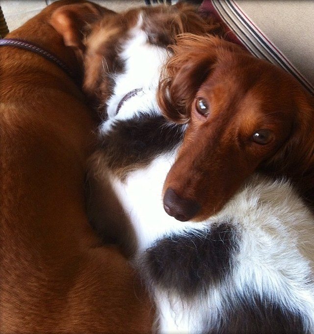 Hotdog Sandwich