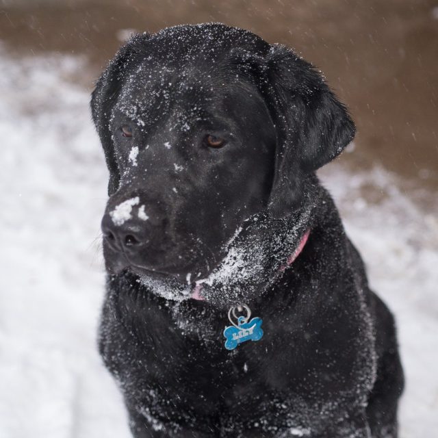 Snow Play
