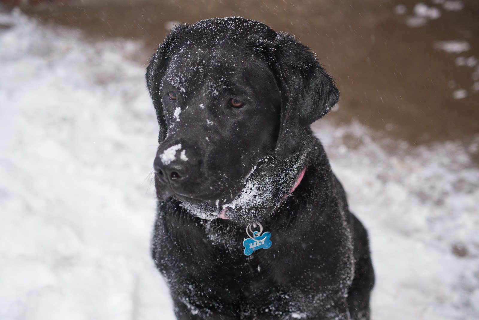 Snow Play