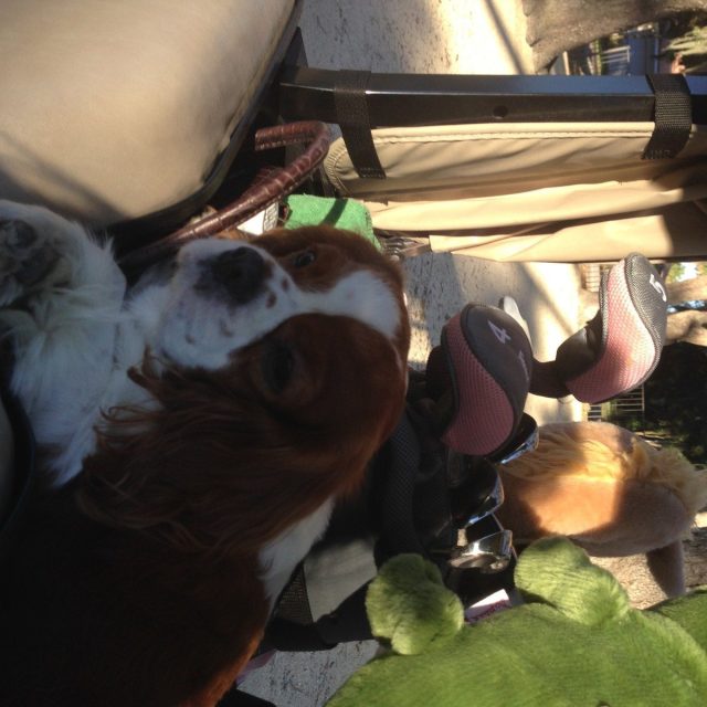 Stowaway In The Golf Cart