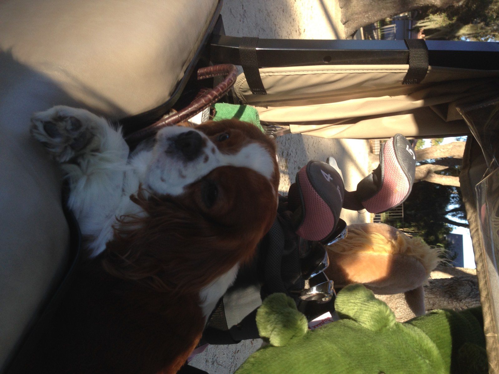 Stowaway In The Golf Cart