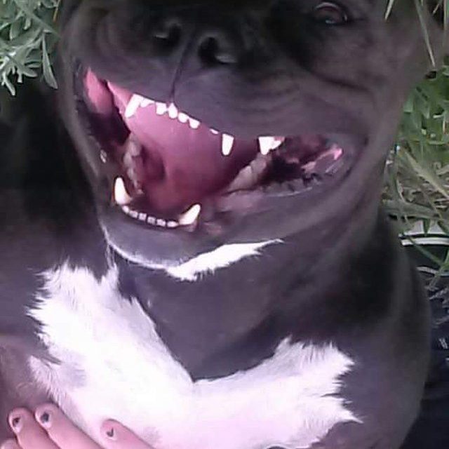 Happy Dog When Her "sissy" Got Off School Bus
