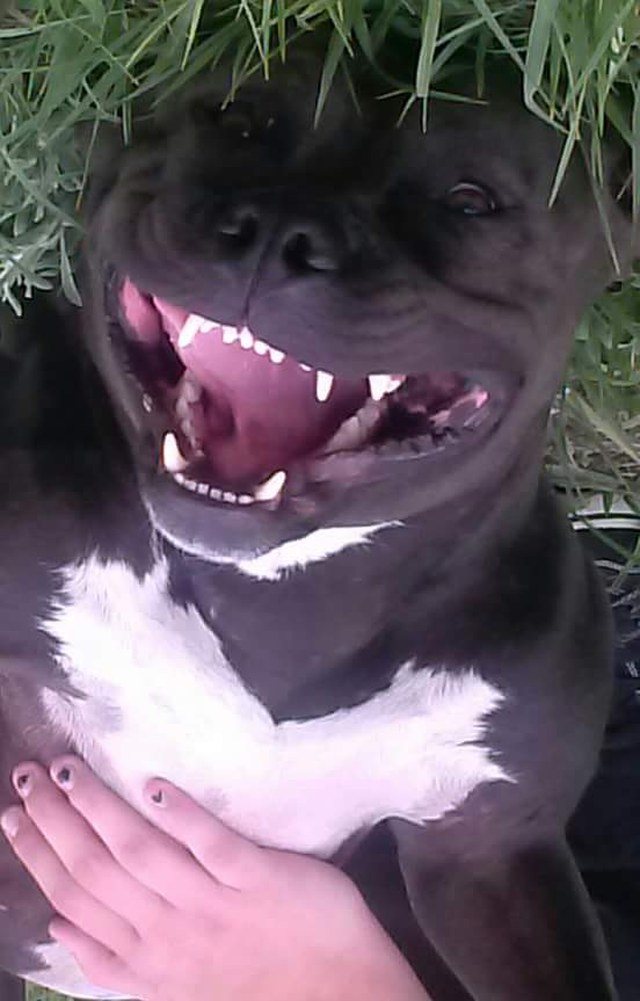 Happy Dog When Her "sissy" Got Off School Bus