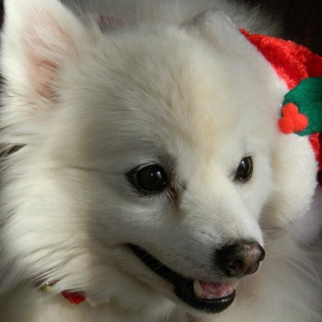 Santa Snowball